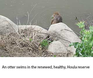 houla-otter2.jpg