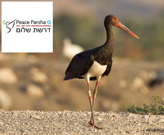 israeli_stork_plus_peaceparshalogo320x265.jpg